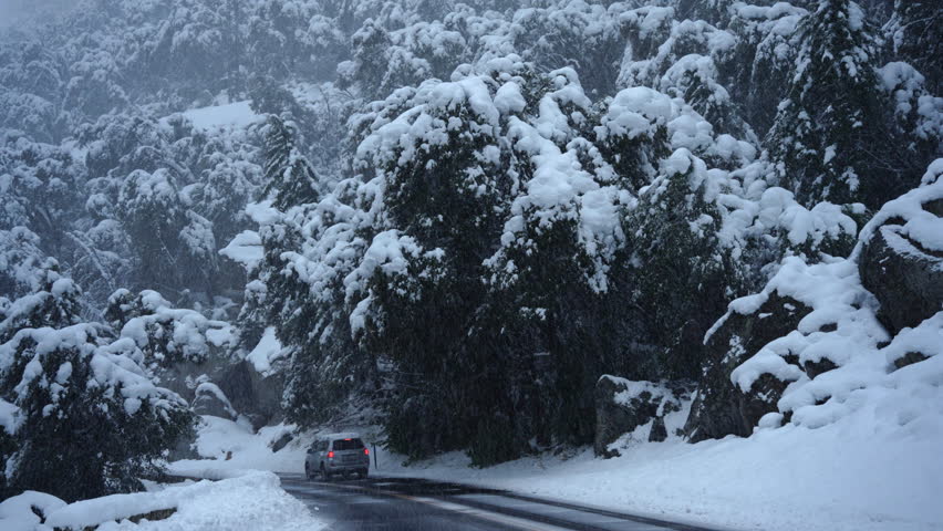 Snow covered forest road winding through Yosemite National Park pines heavy with fresh snow, misty blue light, wet asphalt reflecting dim sky, single car navigating slick curves, banks of snow lining.
