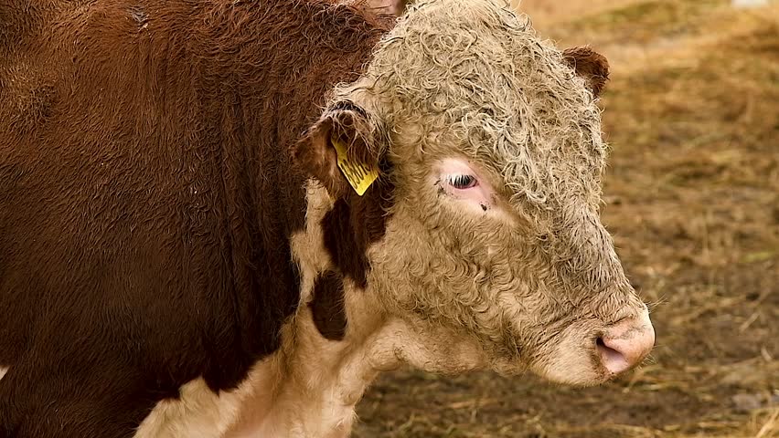 Brown bulls in a pen on a farm or livestock complex, on a cloudy autumn day. Massive brown bulls on a straw mat covering the ground in the pen