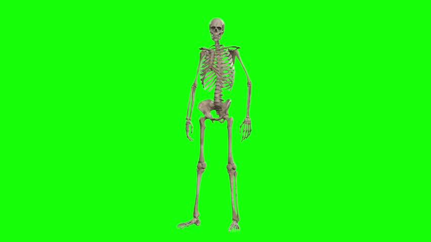 Human skeleton standing and moving slightly on a green screen background, medical anatomy footage