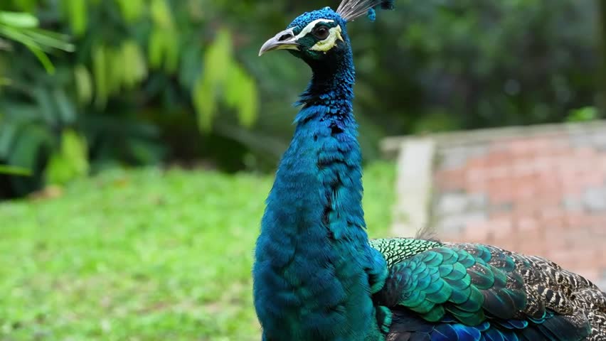 peacock with feathers, blue peacock looking around, preening and stay in alert, bird on the ground in the park, vibrant feathers of blue peacock