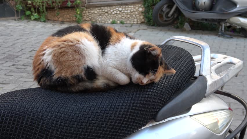 Kas, Turkey - 7th of February 2025: 4K A beautiful calico cat is curled up and sleeping peacefully on the black mesh seat of a motor scooter

