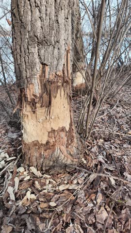 This riverbank became a beaver construction site. Their powerful teeth felled numerous trees for a dam. Now, only jagged conical stumps remain, showing their relentless, precise work. A true forest graveyard.