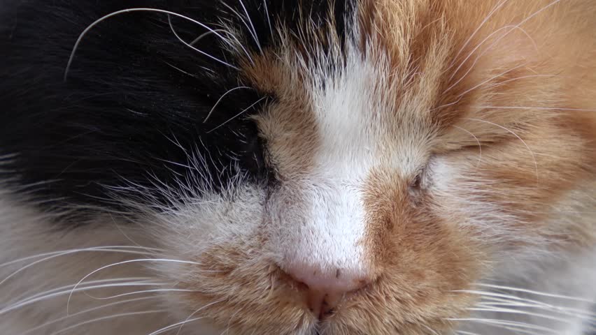Kas, Turkey - 7th of February 2025: 4K Extreme close up cute face and eyes of a three-coloured cat
