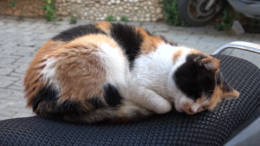 Kas, Turkey - 7th of February 2025: 4K Tricolor cat curled up and sleeping soundly on silver scooter
