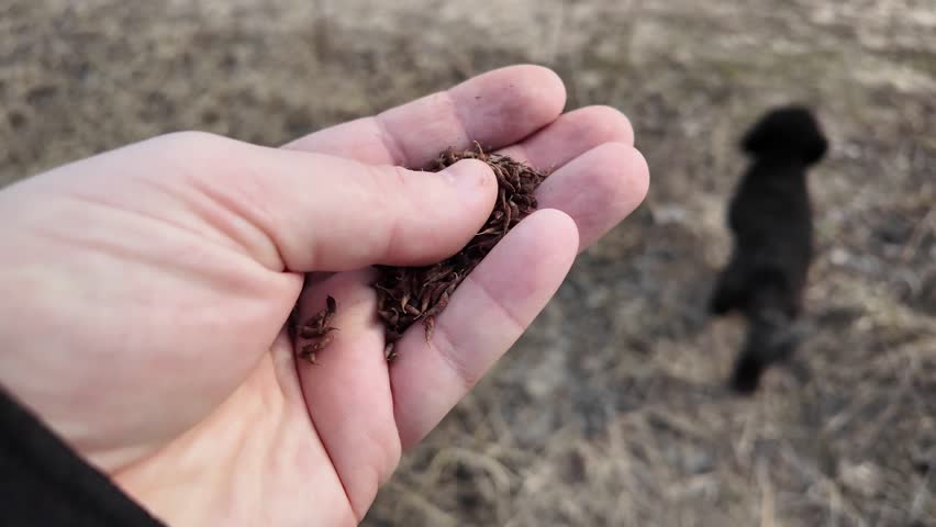 High-quality slow-motion video of a human hand holding small plant seeds. The tiny seeds are gradually slipping and falling through the fingers. Perfect for agriculture, nature, and growth concepts.