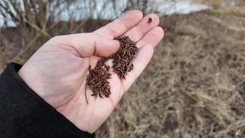 High-quality slow-motion video of a human hand holding small plant seeds. The tiny seeds are gradually slipping and falling through the fingers. Perfect for agriculture, nature, and growth concepts.
