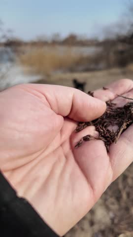 High-quality slow-motion video of a human hand holding small plant seeds. The tiny seeds are gradually slipping and falling through the fingers. Perfect for agriculture, nature, and growth concepts.