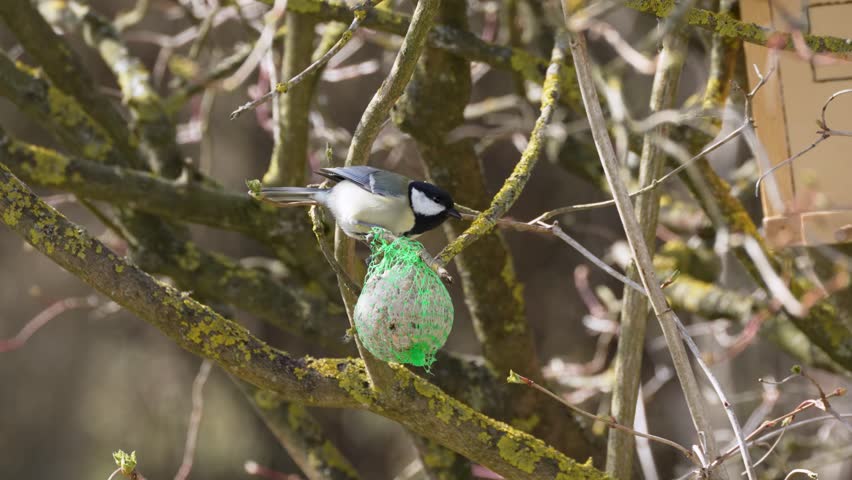 Black-capped chickadee perches on a mossy branch. It holds a green mesh bird feeder. Twigs and moss cover the tree branches. Background features blurred trees and natural light. The bird appears alert