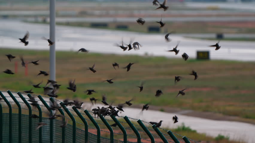 A large flock of starlings swoops and lands on a barbed wire security fence at an airport. The birds settle on the fence with the runway out of focus in the background. Slow motion