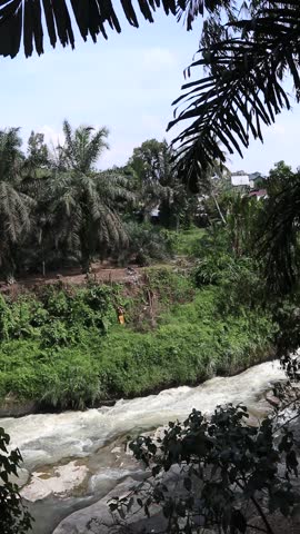 Tropical River Flowing Through Palm Plantation 

Powerful river stream with white water rapids surrounded by lush green palm oil trees and tropical vegetation in a rural landscape.