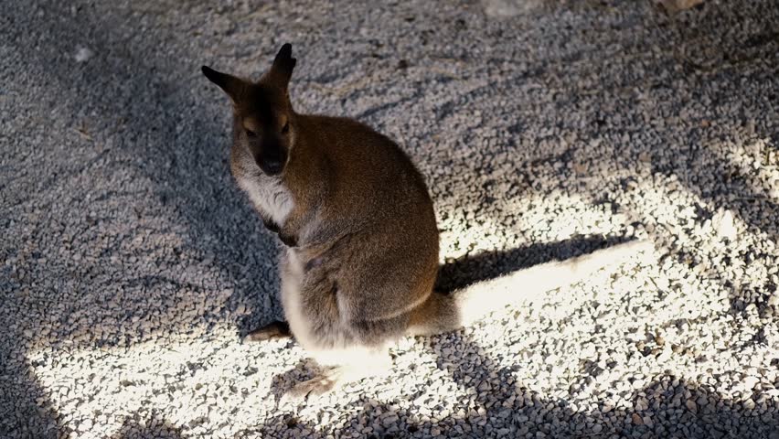 A small wallaby sits on gravel in a zoo enclosure under sunlight and shadow. The animal rests calmly, showing natural posture and quiet captive wildlife behavior