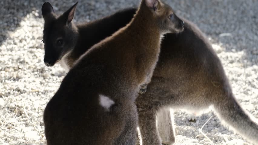 Two young kangaroos standing close together in a shaded enclosure. Tender wildlife scene showing social behavior, bonding, and calm interaction between juvenile marsupials.