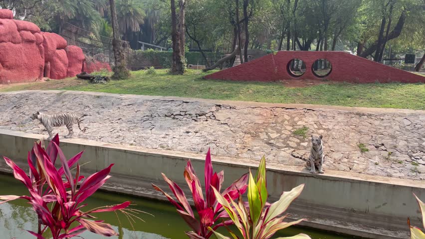  Two white tigers one swimming in Zoo Enclosure Near Water Canal and the other walking on the shore