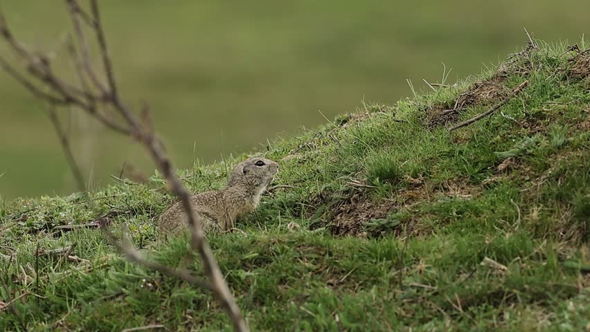 European ground squirrel (Spermophilus citellus) standing alert in meadow, wildlife close-up video FullHD, 100fps
