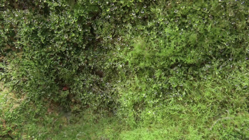 Macro slider shot of moss-covered rock surface with water droplets and heavy humidity. Wet stone wall detail capturing the dense biological growth and potential cave interior.