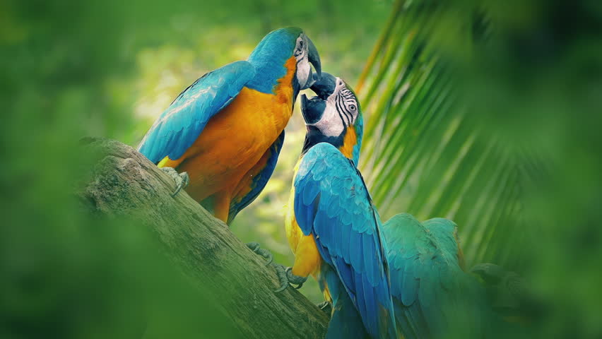 Parrots Fighting In Tropical Jungle