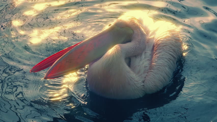 Pelican Splashes Wings In The Water