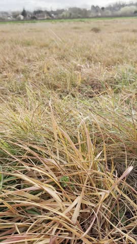 Close up of dry  orange pinkish wild grass moving in the wind in a large field on a cloudy spring day