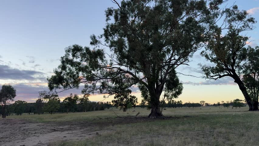 Gum tree on the farm at sunrise