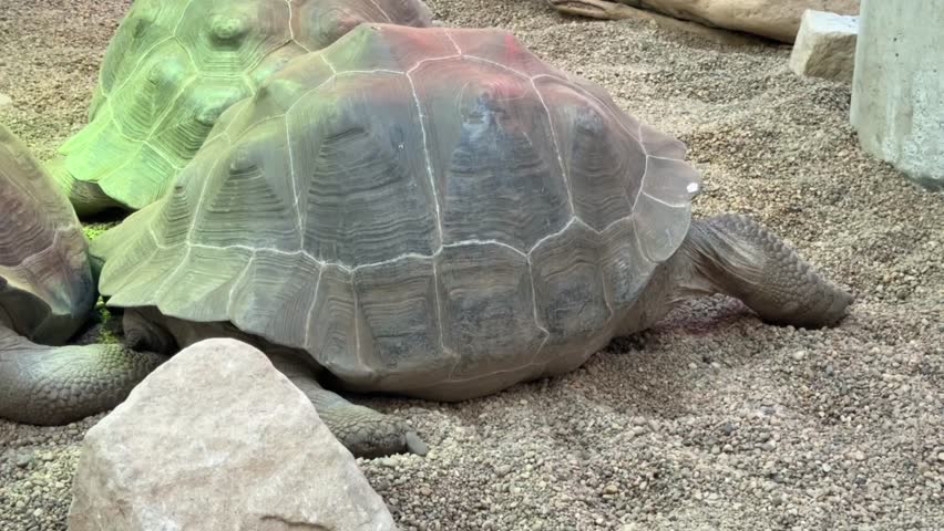 Group of Sulcata Tortoises Resting in Zoo Enclosure Several Giant African Spurred Tortoises Together in Sandy Habitat for Nature Conservation and Wildlife Education