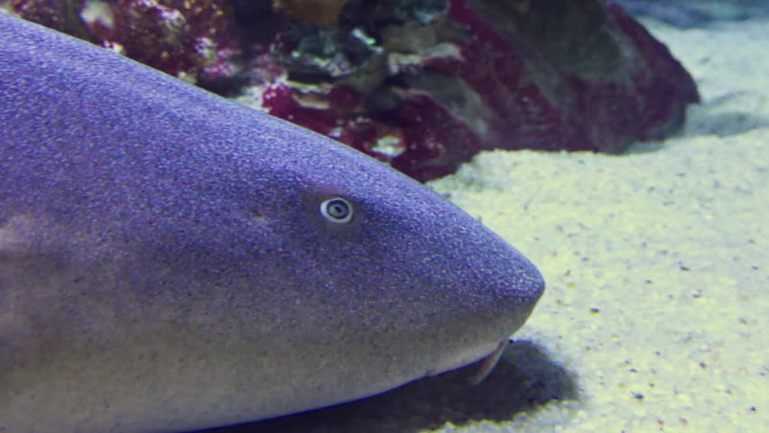 Detailed close up of a nurse shark resting peacefully on a sandy bottom inside an underwater aquarium, showcasing its unique skin texture and gills.
