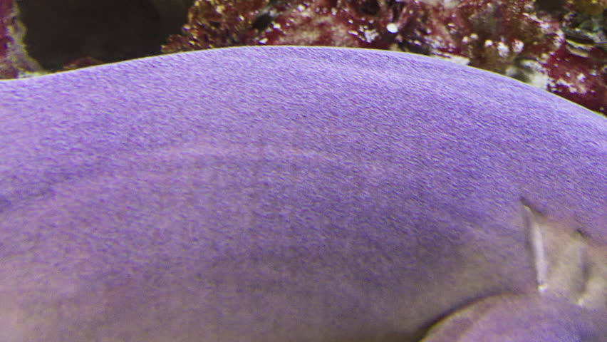 Detailed close up of a nurse shark resting peacefully on a sandy bottom inside an underwater aquarium, showcasing its unique skin texture and gills.