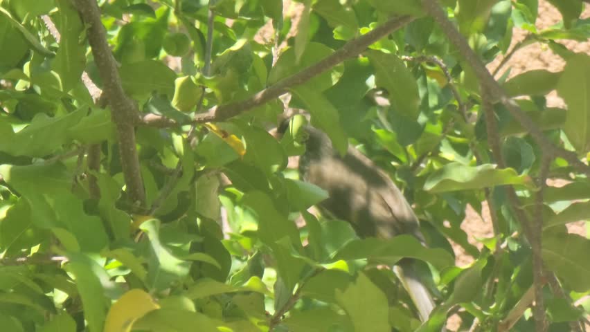 Small Bird Perched on Tree Branch with Green Leaves in Natural Sunlight
