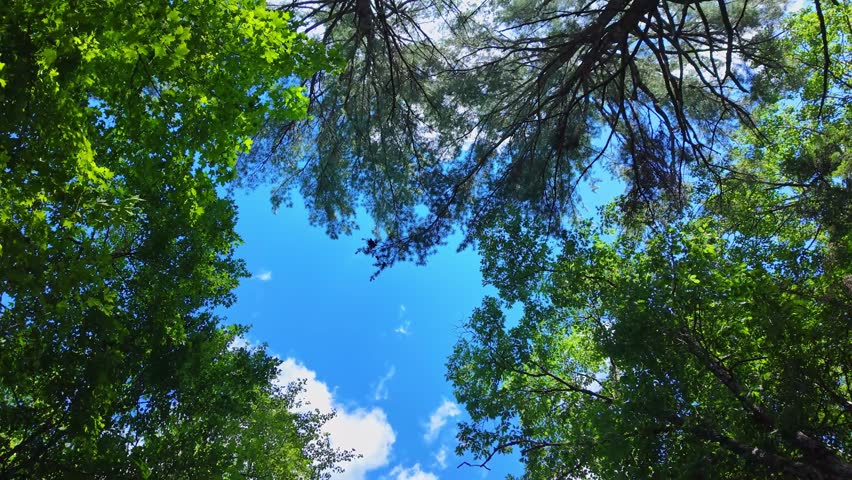 Green summer leaves wide lens view. Slow rotation from below at summer trees foliage and blue cloudy sky. Seasonal forest at Silent Lake Provincial Park, Ontario, Canada. Look up at calm woodland.