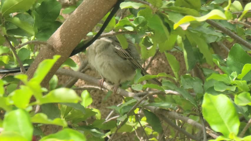 Small Bird Perched on Tree Branch with Green Leaves in Natural Sunlight