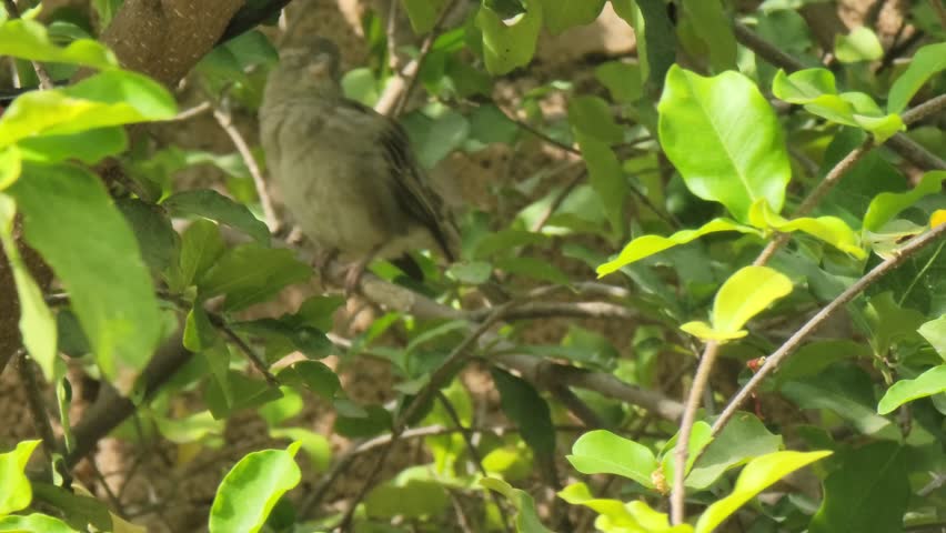 Small Bird Perched on Tree Branch with Green Leaves in Natural Sunlight