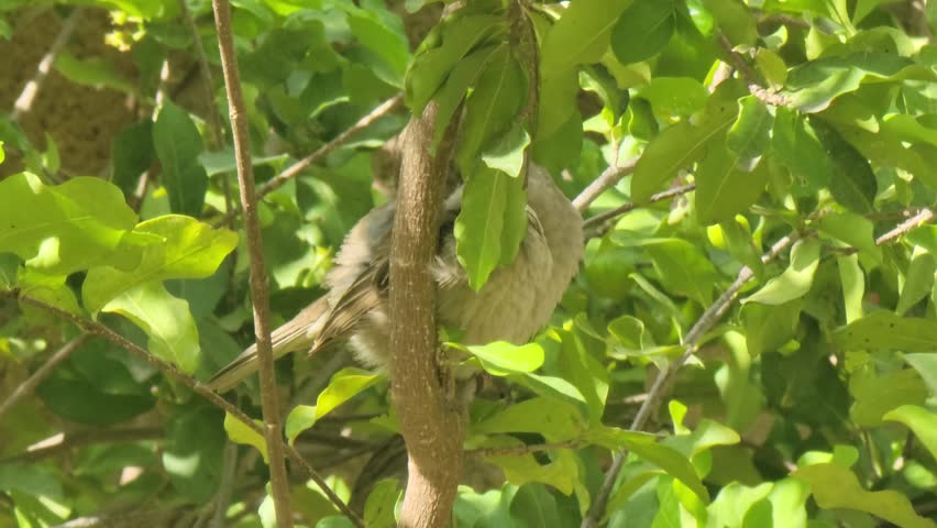 Small Bird Perched on Tree Branch with Green Leaves in Natural Sunlight