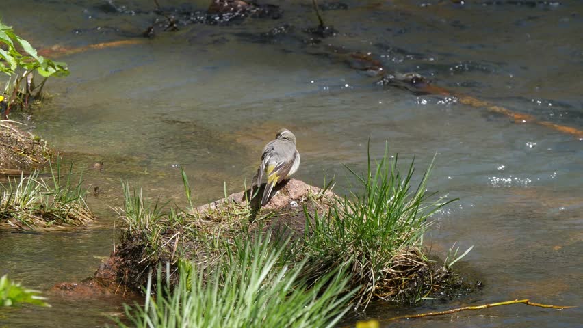 A small bird known as the Grey Wagtail preens its feathers while sitting on a rock in the middle of a turbulent spring stream in the Siberian mountains on a sunny day.