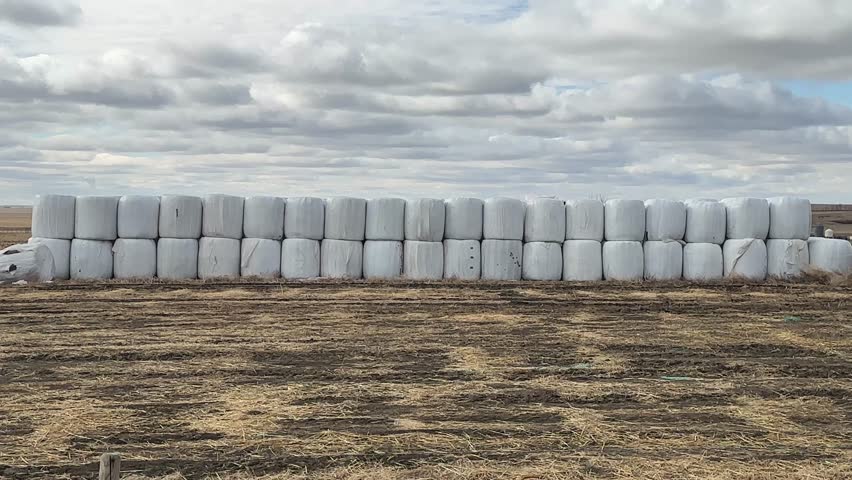 Large round hay bales sit scattered across a calm rural field, capturing the simplicity of agricultural life in an open countryside setting. The scene highlights harvest season, farming practices, and natural textures under soft daylight, offering a peaceful and scenic view of farmland and rural productivity.