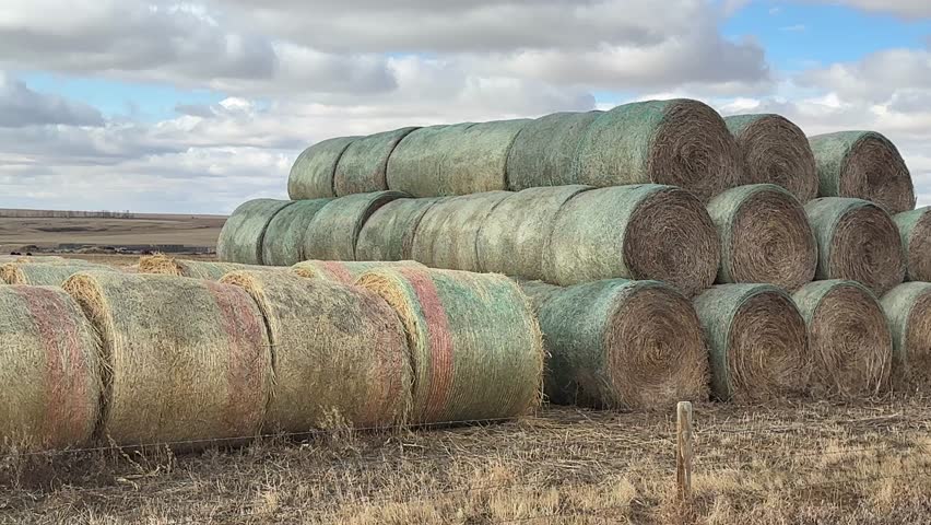 Large round hay bales sit scattered across a calm rural field, capturing the simplicity of agricultural life in an open countryside setting. The scene highlights harvest season, farming practices, and natural textures under soft daylight, offering a peaceful and scenic view of farmland and rural productivity.