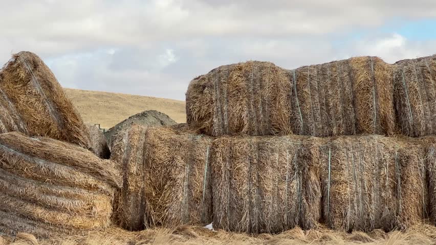 Rural prairie farm fields in Alberta Canada under open sky, showcasing agriculture, farmland, and natural landscape.