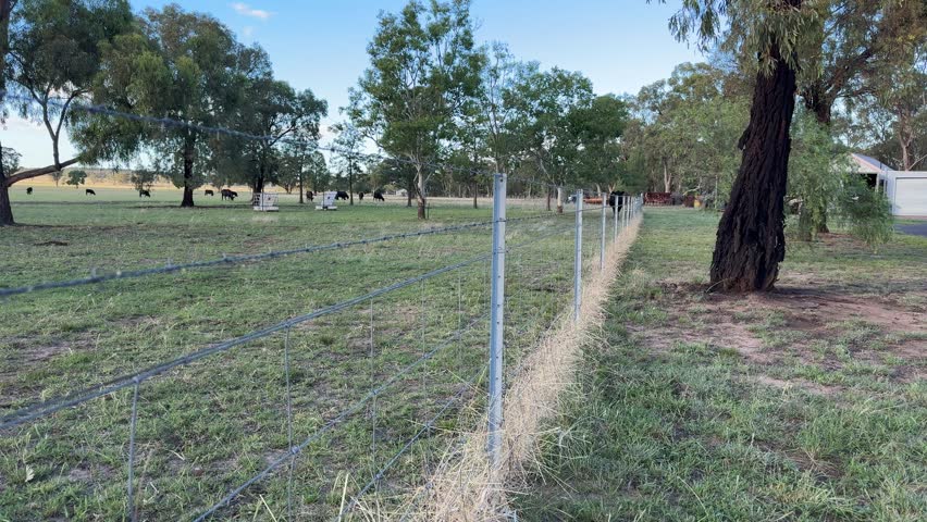 A newly installed wire fence stretches across a rural Australian paddock on a sunny day, with eucalyptus trees providing shade and cattle grazing in the distant background.