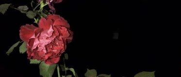 Red Rose flowers with dark black background. - Powered by Shutterstock - Get 15% off with code: PIKWIZARD15