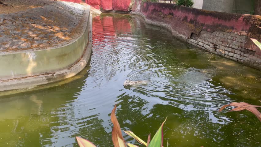  Two white tigers one swimming in Zoo Enclosure Near Water Canal and the other walking on the shore