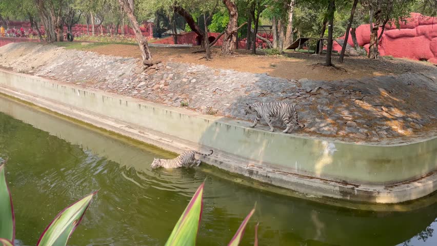  Two white tigers one swimming in Zoo Enclosure Near Water Canal and the other walking on the shore