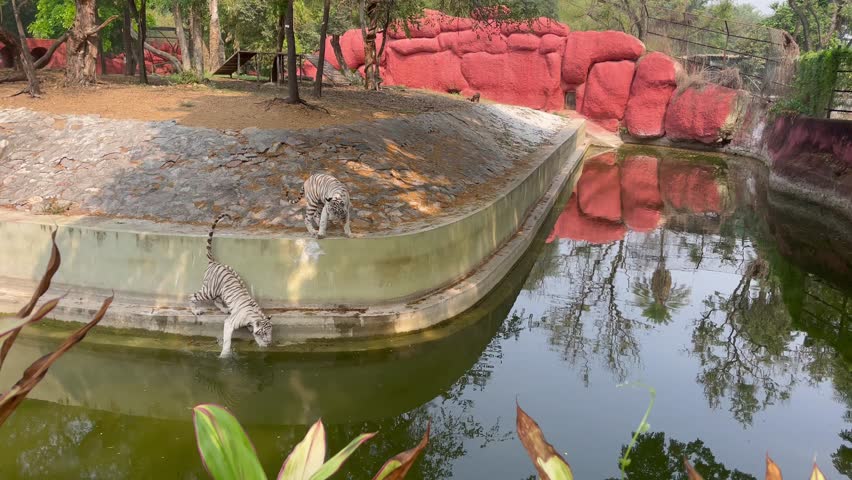  Two white tigers one swimming in Zoo Enclosure Near Water Canal and the other walking on the shore