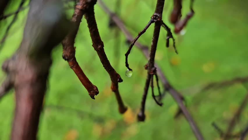 Aesthetic dry tree with bare branches standing gracefully in a minimalist natural landscape