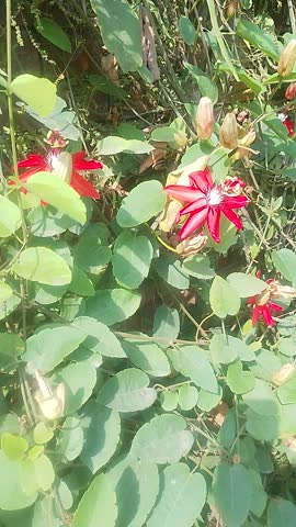 Close up red bleeding heart vine flowers with green leaves soft sunlight cinematic nature footage