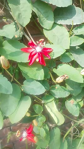 Red bleeding heart vine flowers hanging in clusters tropical garden close up aesthetic video