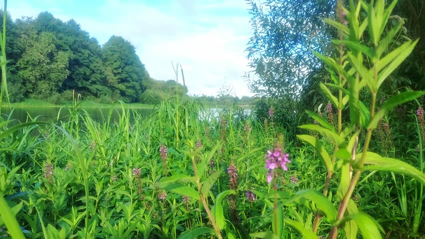 Green plants and flowers beside a calm water body. The sun is out, making the area bright. Trees are in the background, creating a natural scene.