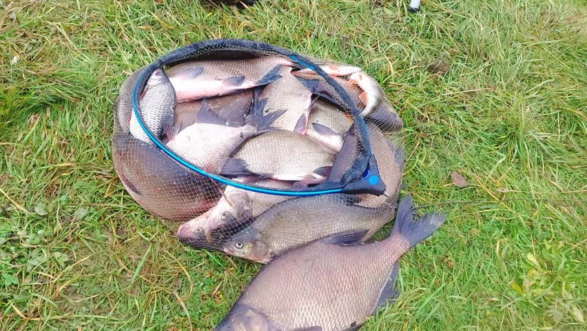 A large bream on the grass. A close-up of a large, freshly caught bream. A fisherman stands near a grassy clearing, holding a net full of fish. The catch includes fish of various sizes, indicating a successful fishing trip.