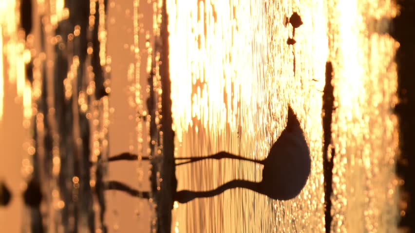 Migratory birds - Silhouette  of Greater Flamingo wandering in the shallow water at the bird sanctuary in the early winter morning golden light 
