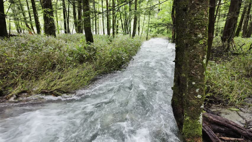Nagano, Japan. 
Rapid clear white stream running through dense trees, riverbed faintly visible.