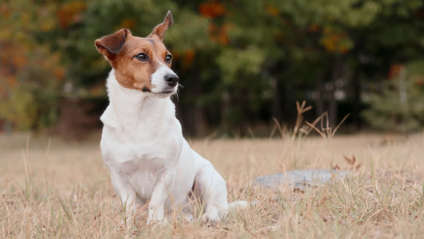 Faithful Jack Russell Terrier puppy sitting on dry grass. Golden sunset light creating warm atmosphere. Domestic pet lifestyle and animal care concept. Beautiful nature park scenery background.