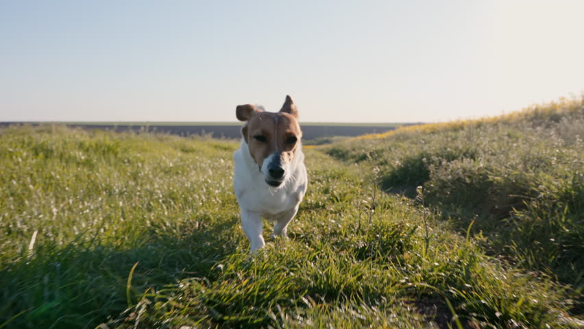 Happy Jack Russell Terrier dog running green grass field sunset. Low angle slow motion shot active pet enjoying summer walk nature. Lifestyle domestic animal care outdoor recreation travel concept.