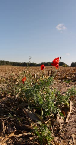 A blooming red poppy against the blue sky in the autumn season, a beautiful red poppy flower in the field after the corn harvest